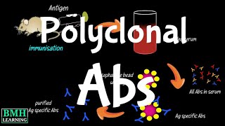 Polyclonal Antibodies  Polyclonal Vs Monoclonal Antibodies  Production Of Polyclonal Antibodies [upl. by Hayyifas]