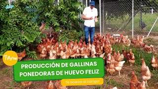 Producción de gallinas ponedoras de huevo feliz  TvAgro por Juan Gonzalo Angel Restrepo [upl. by Kcirtapnaes98]