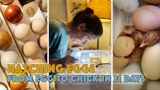 Hatching Chicken Eggs  21 Day Incubation eggs [upl. by Tice]