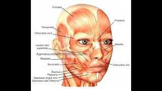 Peculiarities of the Muscles of facial expression [upl. by Arikihs]