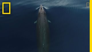 This is What Gervais Beaked Whales Look Like From Above  National Geographic [upl. by Lednam]