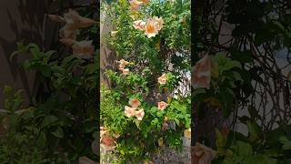 beautiful alamanda plant tranding shorstvedio youtubeshorts viralvideo gardenflowers [upl. by Ibrad881]