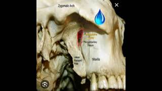 Pterygomaxillary fissure [upl. by Artina]