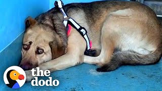 Rescue Dog Hides In The Corner Until The Right Person Comes Along  The Dodo Faith  Restored [upl. by Heimlich484]