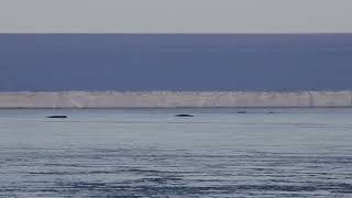 Arnouxs beaked whales visit Scott Base [upl. by Musa]