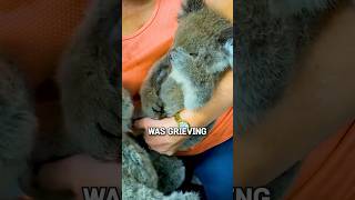 People Comfort Baby Koala Who Lost Everything🐨😭 [upl. by Ennairol]