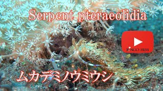 ムカデミノウミウシ Serpent pteraeolidia Pteraeolidia ianthina ウミウシ nudibranch [upl. by Sivert448]