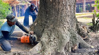 Stihl ms 881 amp Husqvarna 3120 xp Vs Big tree in front of house [upl. by Ancell]