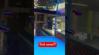 Cardinal Tetra amezing fish 😱🔥live plants fish subscribe fishaquariumhome follow like [upl. by Ttezil865]