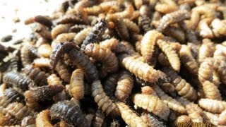 BSF larvae transfer from the pupation bin [upl. by Elamrej]