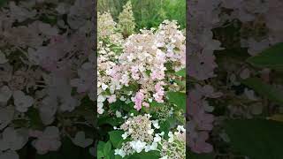 Гортензия метельчатая Hydrangea paniculata Bee Happy [upl. by Terencio]