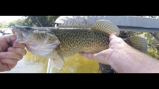 Murray Cod fishing in Albury Wodonga [upl. by Redford723]