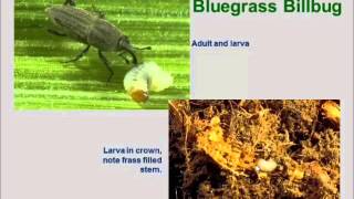 Insect Pests Part 2 Billbugs and Chinchbugs [upl. by Dlonyar169]