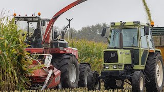 Steyr 8320  Champion 3000 4 rijer hakselaar  Mais hakselen Hijken 2024  Maize harvest  Maisernte [upl. by Nylrad]