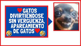 ♥Gatos divirtiéndose Sin Vergüenza apareamiento de gato♥ [upl. by Chaves349]