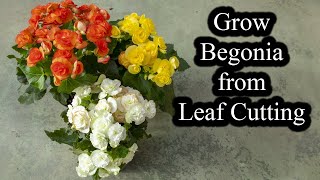 How to Grow Begonias from Leaf Cutting  Full Guide [upl. by Sloan]