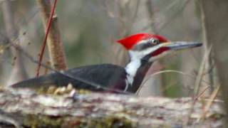 Buddy Davis sings THE WOODPECKER SONG Music Video [upl. by Ahsilem]