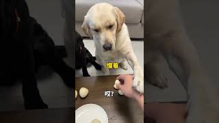 Bunty cheated while sharing eggs😱quotyoutubeshorts [upl. by Garibull]