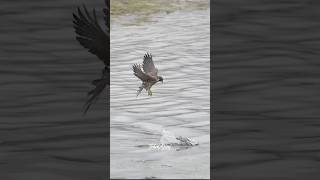 Peregrine Falcon causes a duck to crash But the Duck manages to get awayfalcon peregrinefalcon [upl. by Aneetsirk]