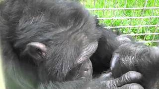 Chimpanzees Cory and Ike Grooming [upl. by Noitsuj]