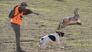 Chasse Perdrix et lievre avec chien darrêt  Partridge Hunting Saison 2023 [upl. by Sirromaj925]