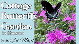 May 13 2024 Cottage Butterfly Garden in Houston Texas zone 9b [upl. by Naamana]