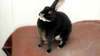 SCREAMING RABBIT ★ Funny Screaming Rabbit HD Funny Pets [upl. by Taddeusz804]