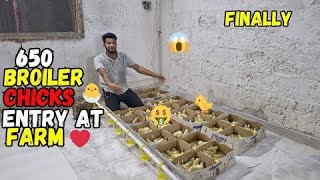 Finally broiler Chozay agai 😍❤️🎉  first seven days medication   small scale broiler farming 😍❤️ [upl. by Adnale]