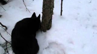 Schipperke dives head first into snow and finds a mouse [upl. by Amilah]