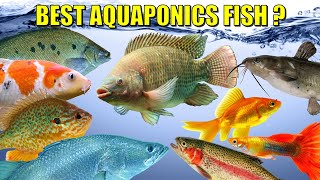 The BEST Fish For Aquaponics 🐟🐠🦈 [upl. by Gershom547]