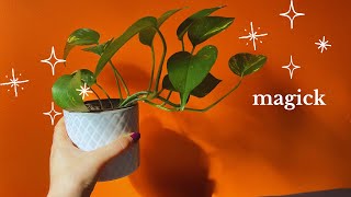 🌱everything I know about houseplant magick [upl. by Evot]