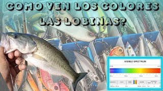 Así ven los colores las lobinas Si aprendes esto mejorarás 💯 tus días de pesca [upl. by Willdon]