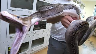 Reticulated Python The Best Pet Snake Snake Bite [upl. by Tallulah]