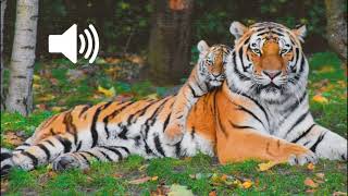 Tiger Sound Effects Roar Loud Clear [upl. by Haela]