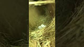 Sparrow in new nest has laid 4 eggs cow buffallochicken duck sparrowscorpion animalscambodia [upl. by Cyrano]