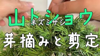 山トショウの芽摘み剪定【キミのミニ盆栽びより】Juniper bud picking and pruningRecolección y poda de yemas de enebro [upl. by Meli90]