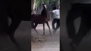 😂😂😂 Lindo caballo jajaja shortsanimals caballos ríete viralvideo parati videoshort reir [upl. by Manaker]