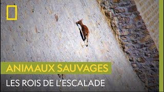 Le charismatique bouquetin sauvage et ses étonnantes capacités descalade [upl. by Newbill]