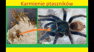 164 Karmienie ptaszników [upl. by Laddy152]