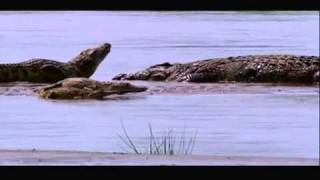 Gustave The Giant Nile Crocodile VS The Hippopotamus Discussion Video [upl. by Aerdnak]