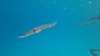 Hubei Province releases 200000 Chinese sturgeons into Yangtze River [upl. by Htnamas]