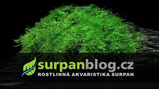 Vesicularia dubyana Singapore Moss  Měchýřka jávská  Akvarijní rostliny  SURPANcz [upl. by Sanbo]