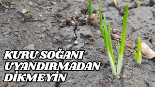 Kuru Soğanı Uyandırmadan Dikmeyin [upl. by Eekorehc24]