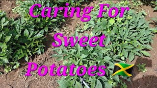 Caring for Sweet Potatoes fruitsfidiyutes gardening diy fyp plantingsweetpotatoes viralvideo [upl. by Nomla]