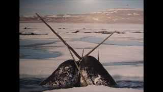 What do narwhals use their tusks for [upl. by Lairbag542]