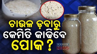 Special Report KITCHEN HACKS  Keep Bugs Away From RICE With These Simple Tips [upl. by Ardnama286]