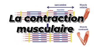 LA CONTRACTION MUSCULAIRE [upl. by Boony]