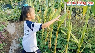 Cuối cùng cũng đến ngày này 2 cha con bé na mời ông bà cô chú cùng thu hoạch với bé na nhe [upl. by Ring431]