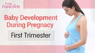 Baby Development in the First Trimester of Pregnancy [upl. by Bridges]