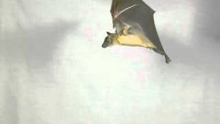 Bats in Slow Motion 1 [upl. by Yvette320]